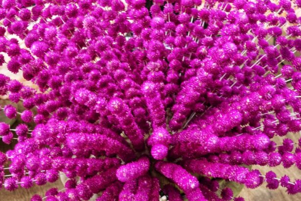 Purple amaranth flower bouquet background image