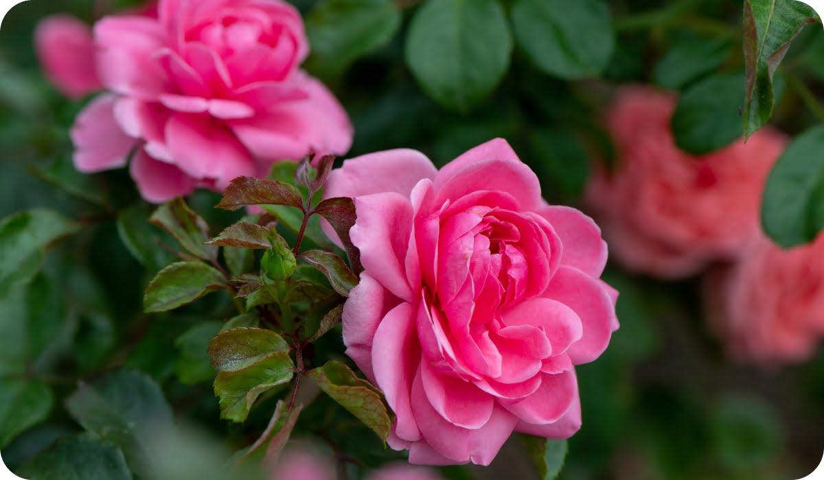 Rose - Flowering Outdoor Plants