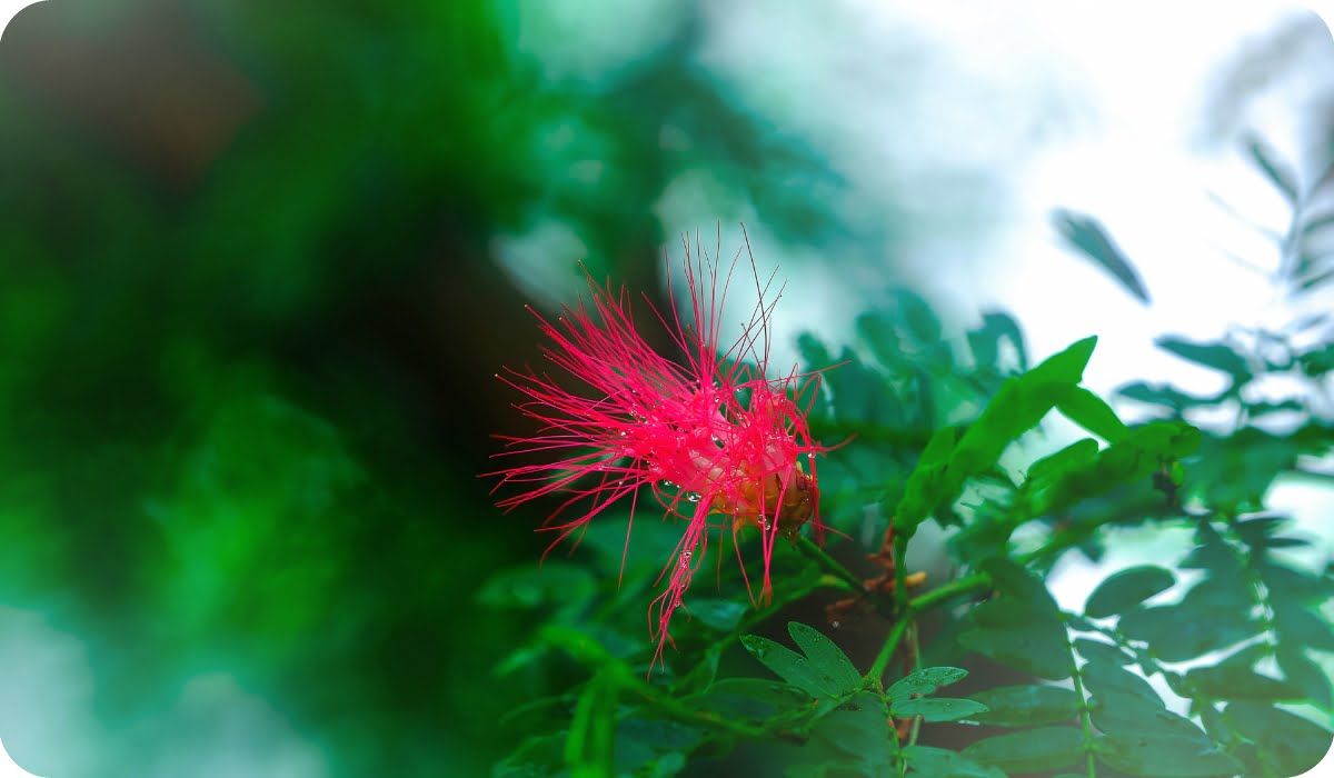 shami flower closeup image | red flower around the greenery environment | north indian area flowers