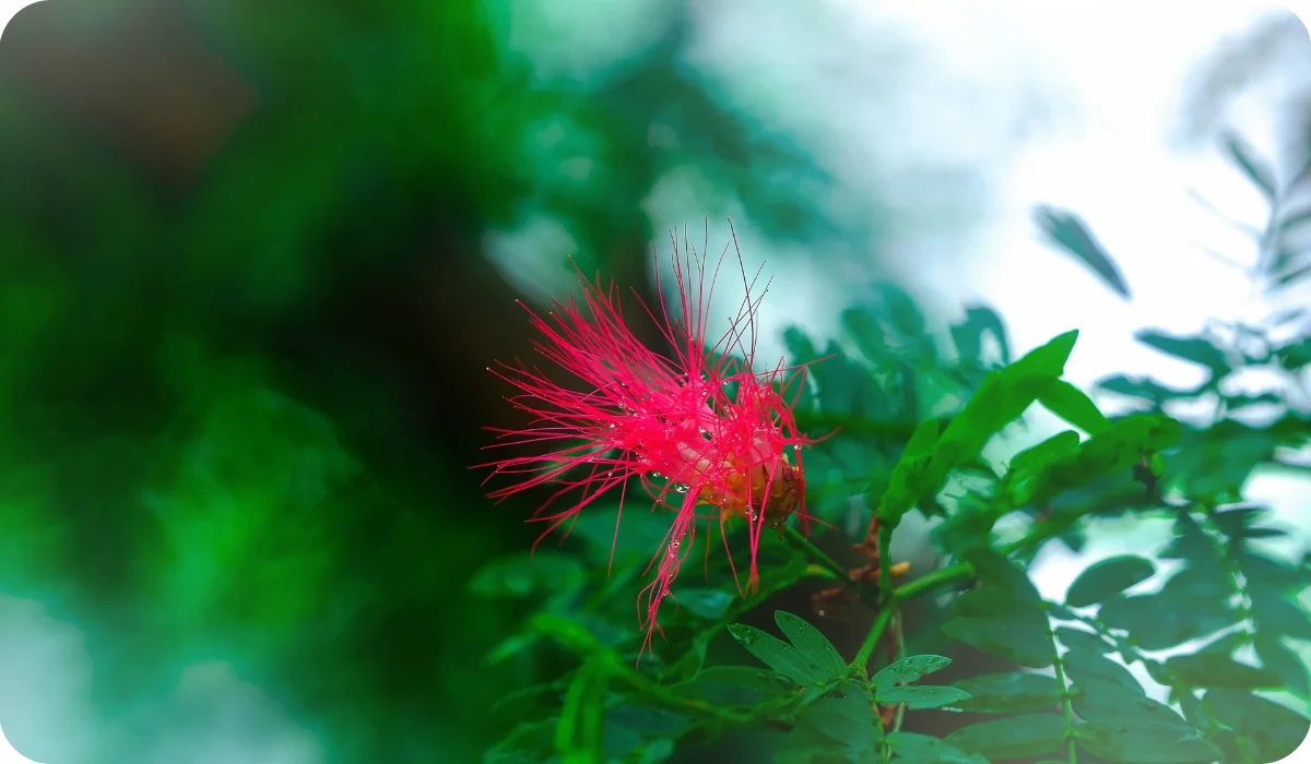 shami flower closeup image | red flower around the greenery environment | north indian area flowers