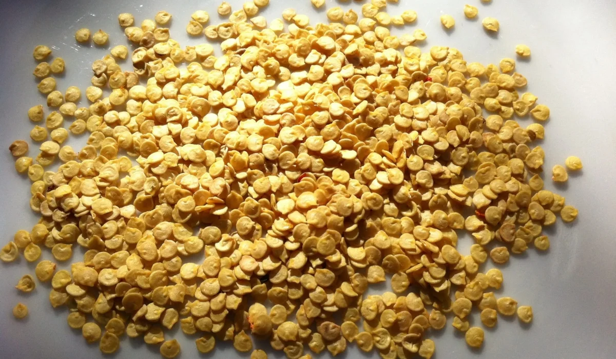 Selection of chilli seeds