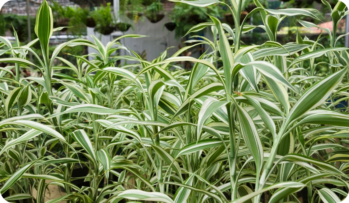 Spider Plant - Vertical Garden Plants for Indian Spaces