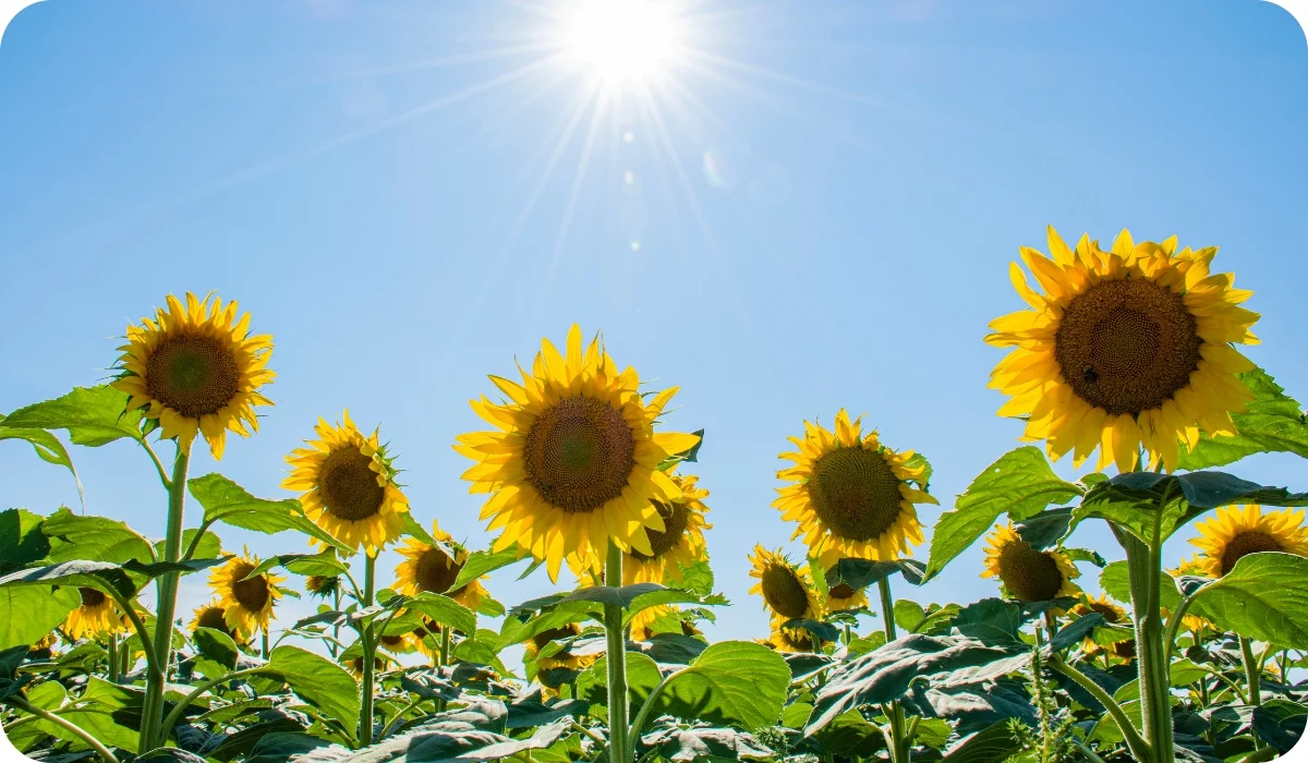 Sunflower - Flowering Outdoor Plants