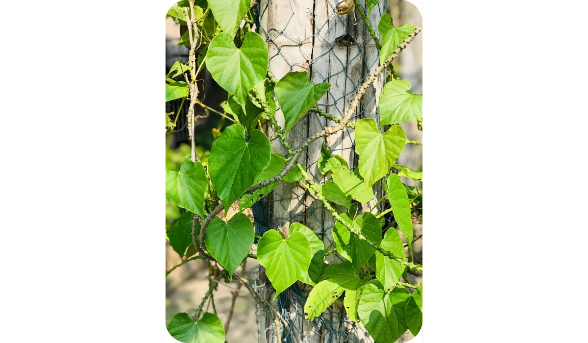 Tinospora Cordifolia or Heart-Leaved Moonseed or Guduchi or Giloy.
