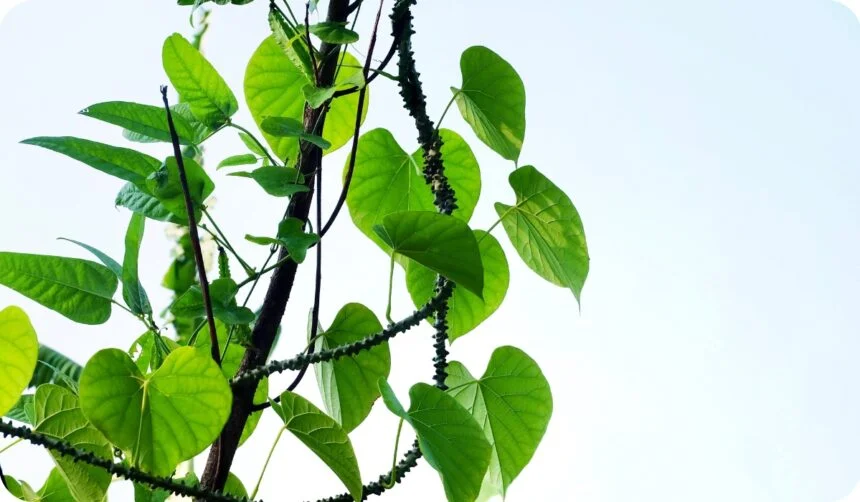 Vegetable and Herb, Tinospora Cordifolia, Guduchi, Giloy or Heart Leaved Moonseed Plant. Use in Traditional Medicine to Treat Various Diseases.