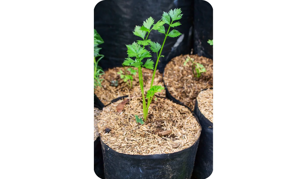 Young Lush Green Celery (Apium graveolens) Planted on Rice Husk in Plastic Nursery Grow Bag