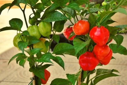 grow capsicum in pots at home