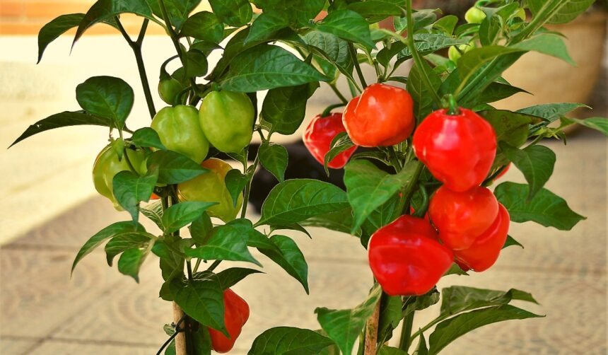 grow capsicum in pots at home
