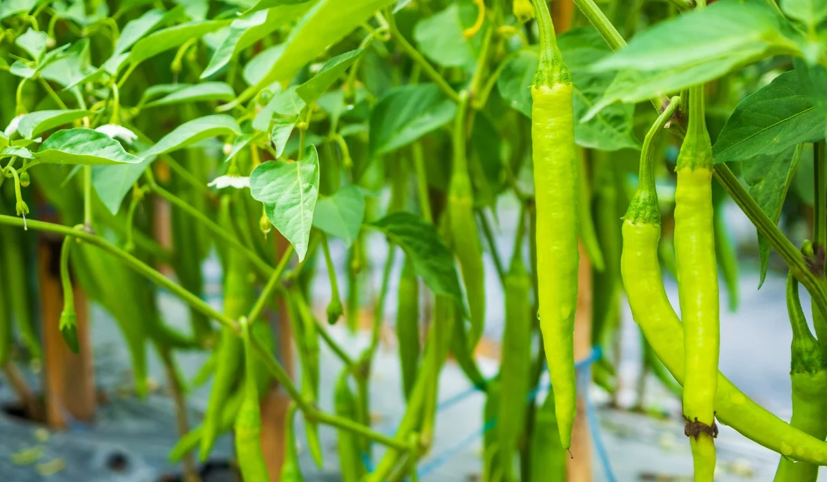 chilli plants in sunlight (2)