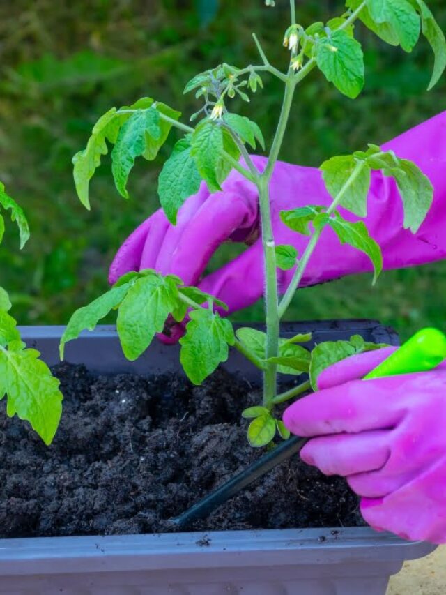 गमले की मिट्टी को कीड़ो से बचने के सरल समाधान I