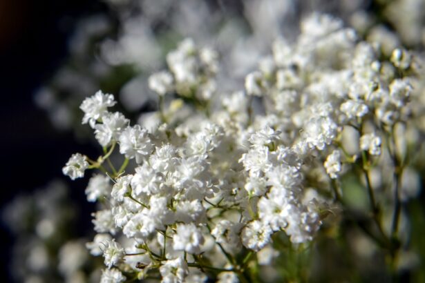 gypsophila