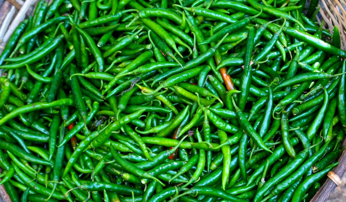 harvested chillies (2)