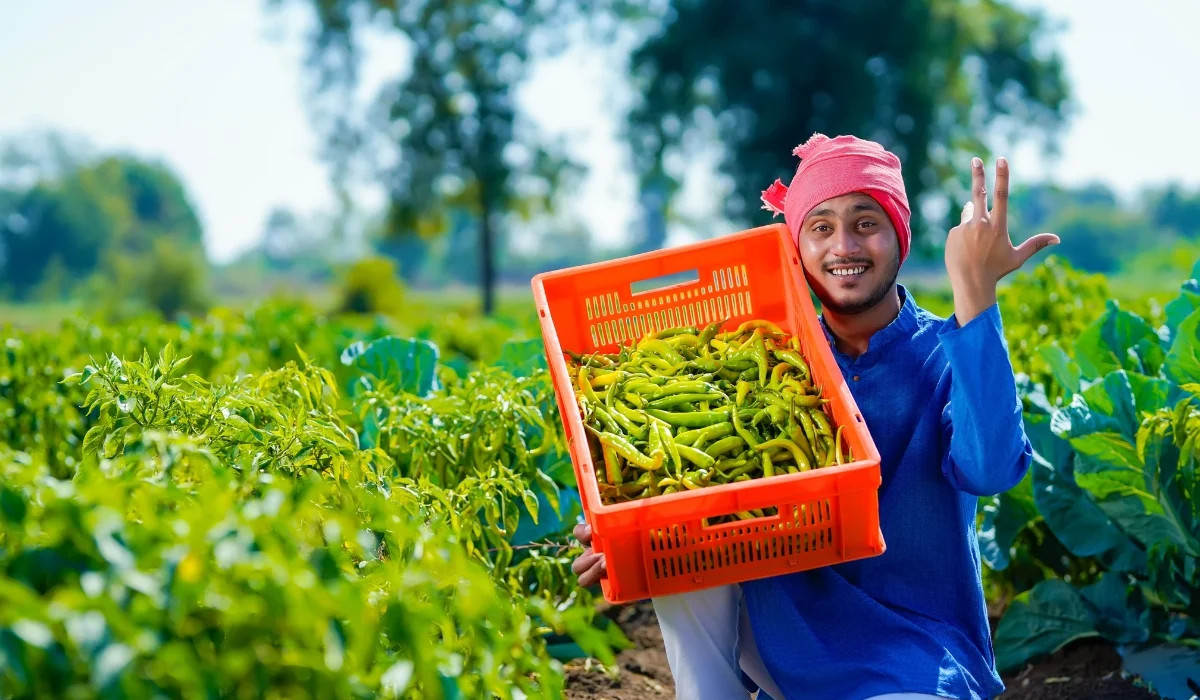 harvested chillies
