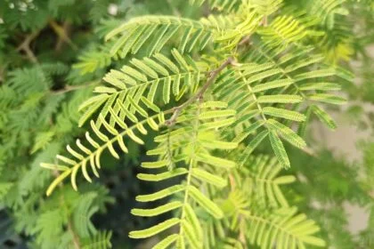 shami tree leaves