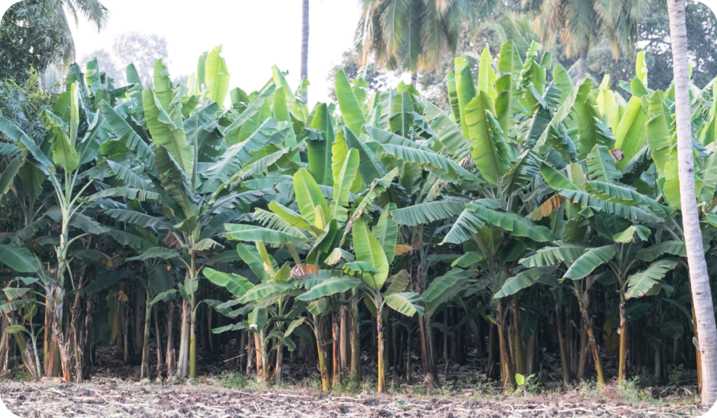 A view of banana trees in India in agriculture land