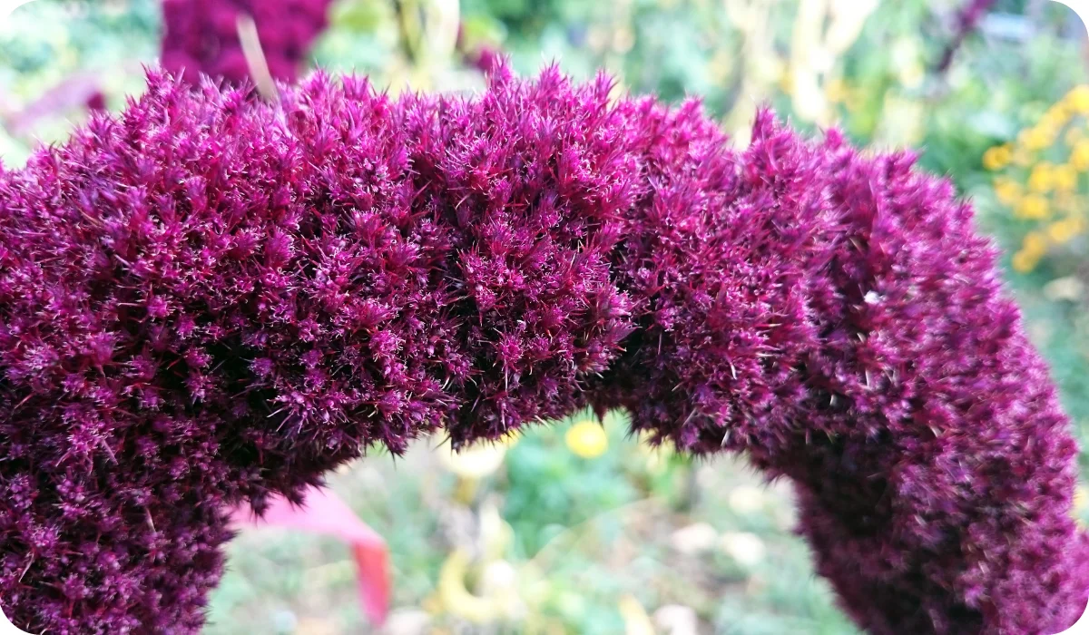 Amaranthus caudatus is a species of annual flowering plant. It goes by common names such as love-lies-bleeding