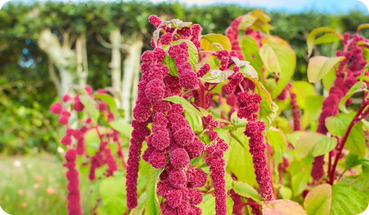 Amaranthus caudatus _Love Lies Bleeding_ flowers in bloom