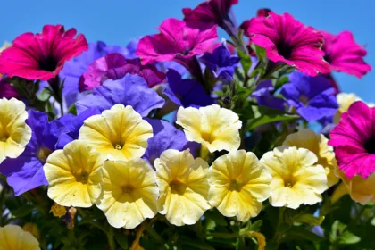 "Blooming yellow, blue and red petunia surfinia"