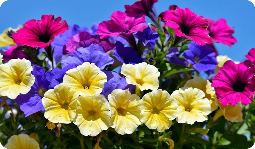"Blooming yellow, blue and red petunia surfinia"