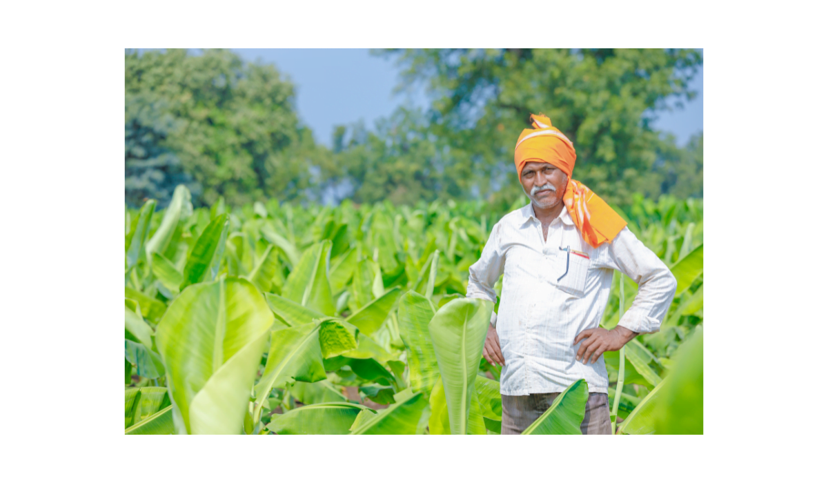 Banana Cultivation in India A Comprehensive Guide to Successful Banana