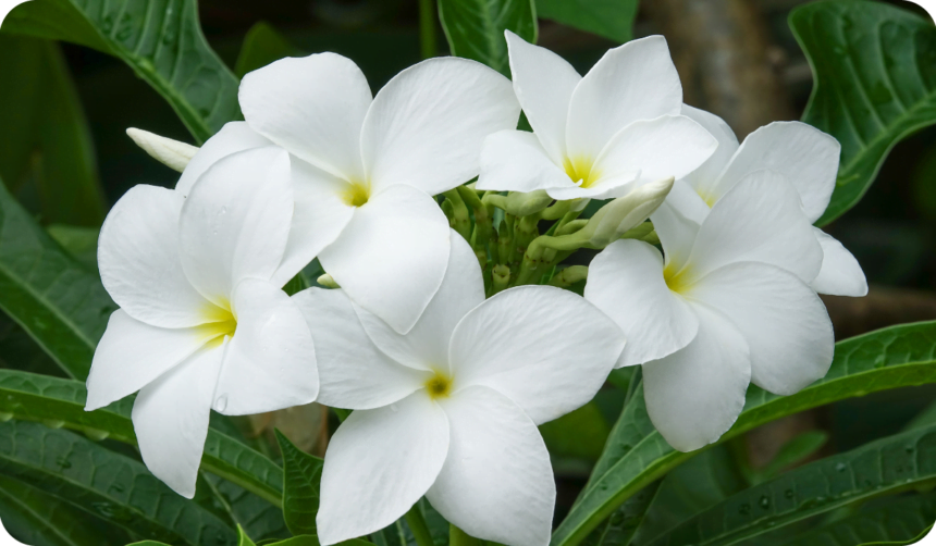 Beautiful Tropical White Flowers Plumeria Champa On A Background Of Green Leaves