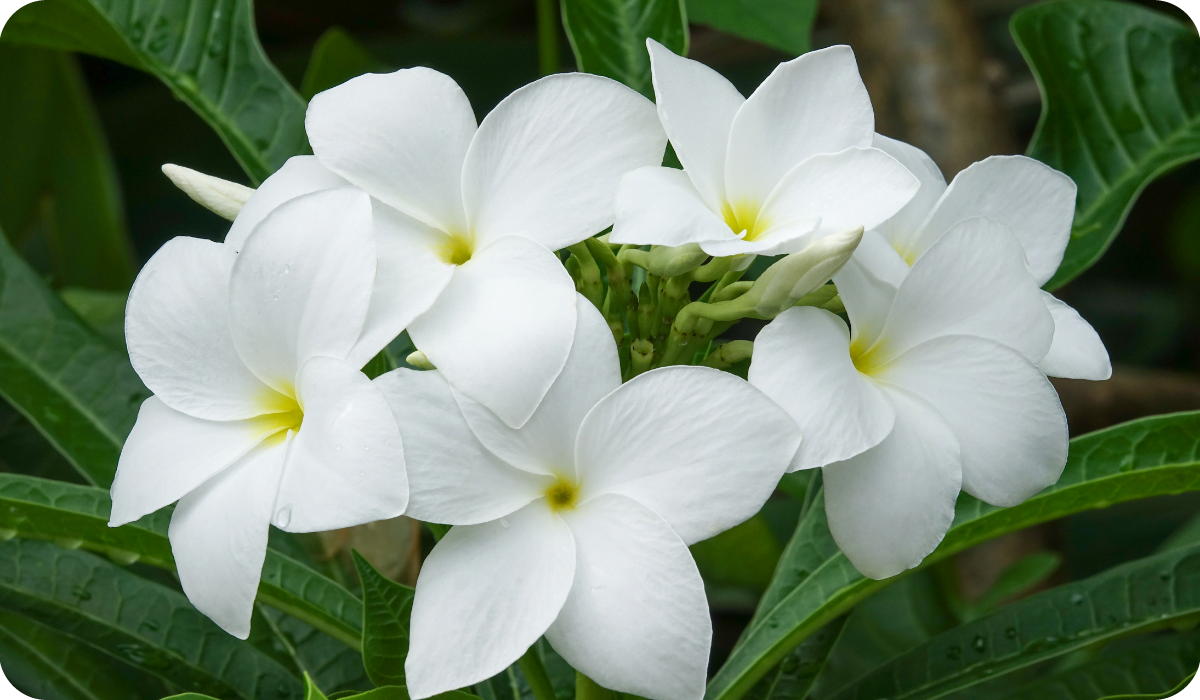 Beautiful Tropical White Flowers Plumeria Champa On A Background Of Green Leaves