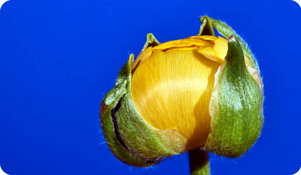 Buttercup Ranunculus flower and bud