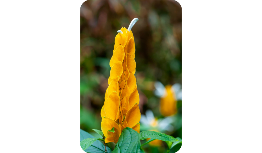Exotic yellow flower, Acanthaceae Pachystachys Lutea, known by the common names Lollipop Plant or Golden Shrimp. 
