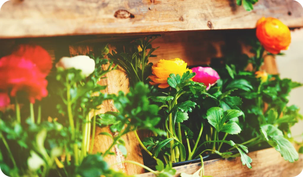 Flower decoration with colorful buttercups Ranunculus Flower