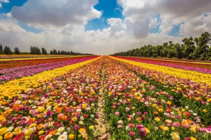 Field of beautiful Garden buttercups ranunculus --- bloom in bright colors. Walk on a sunny day