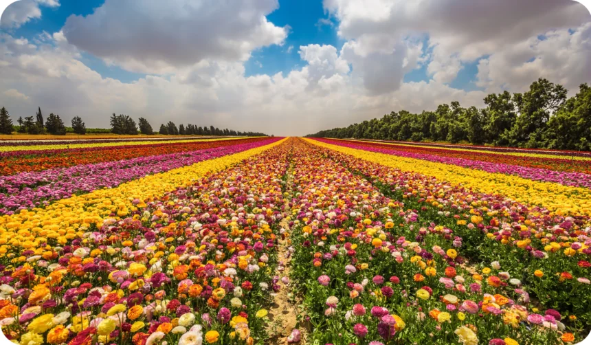 Field of beautiful Garden buttercups ranunculus --- bloom in bright colors. Walk on a sunny day