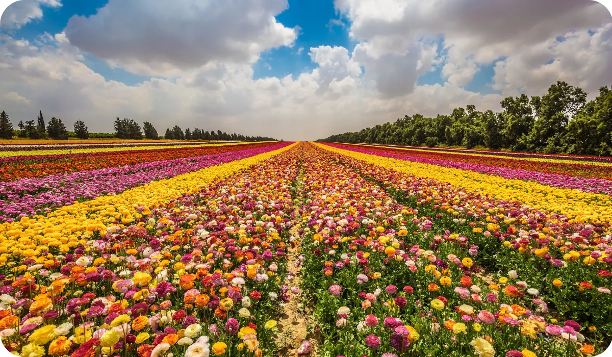 Field of beautiful Garden buttercups ranunculus --- bloom in bright colors. Walk on a sunny day