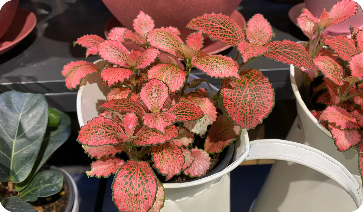 Fittonia Verschaffeltii Red Star Mosaic Plant In A Pot