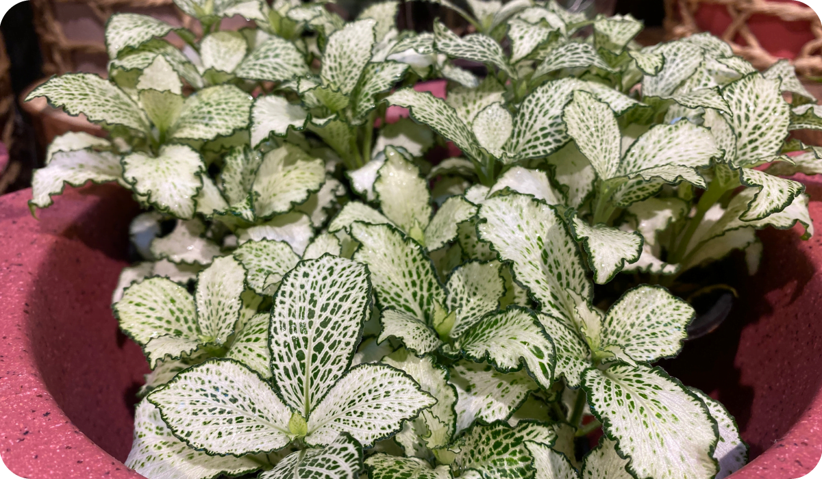 Fittonia Nerve Plant Verschaffeltii White Star Mosaic Plant In A Pot