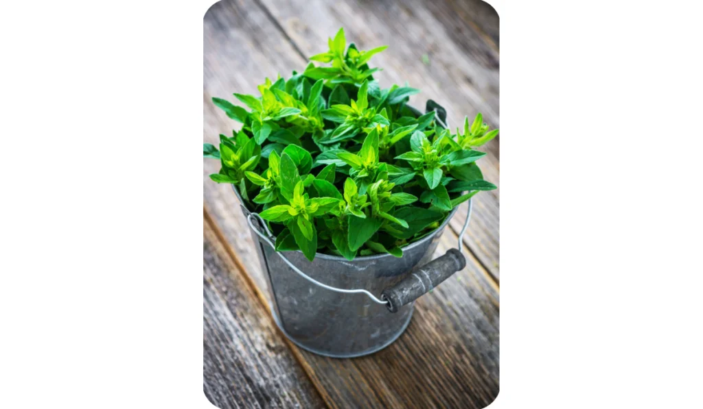 Fresh herb marjoram