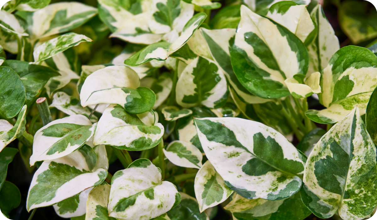 Alternanthera White Carpet Green and White leaf