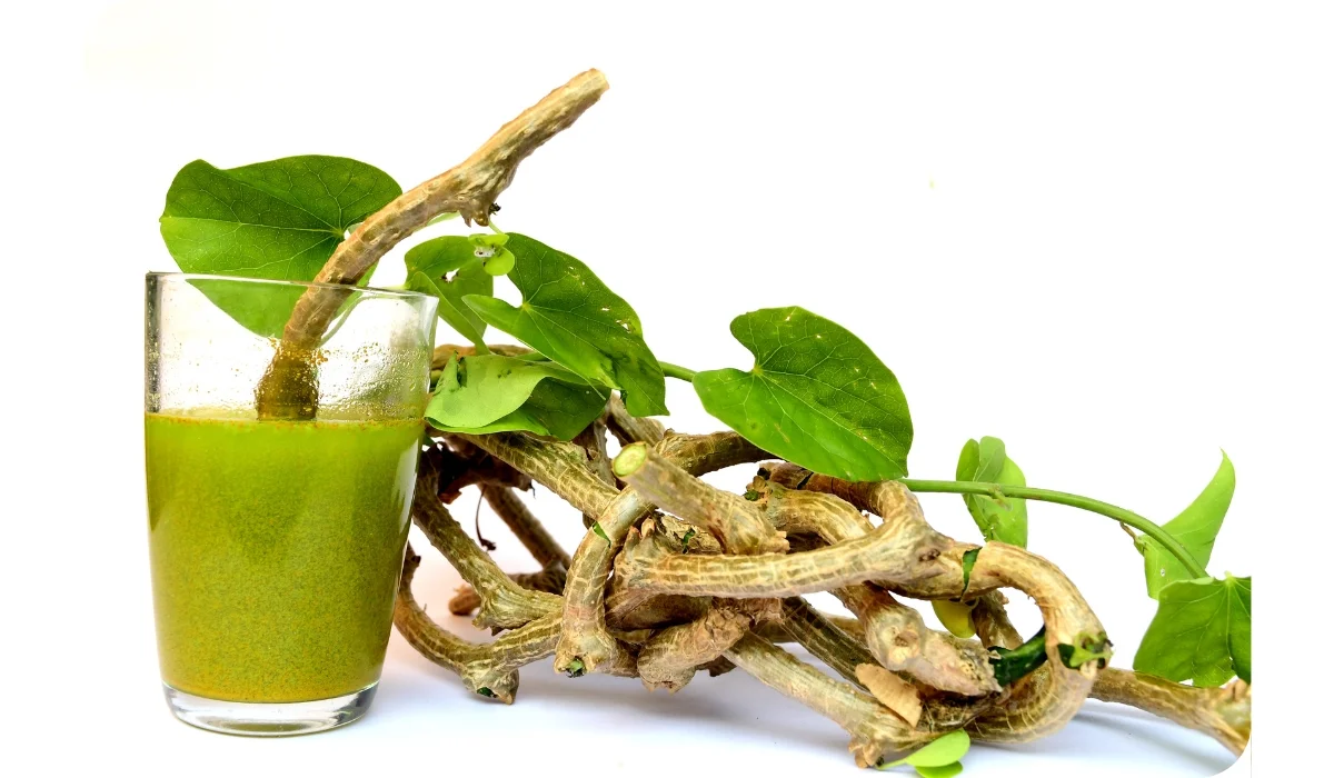 Giloy Guduchi Juice (Tinospora cordifolia) with fresh leaves and stems