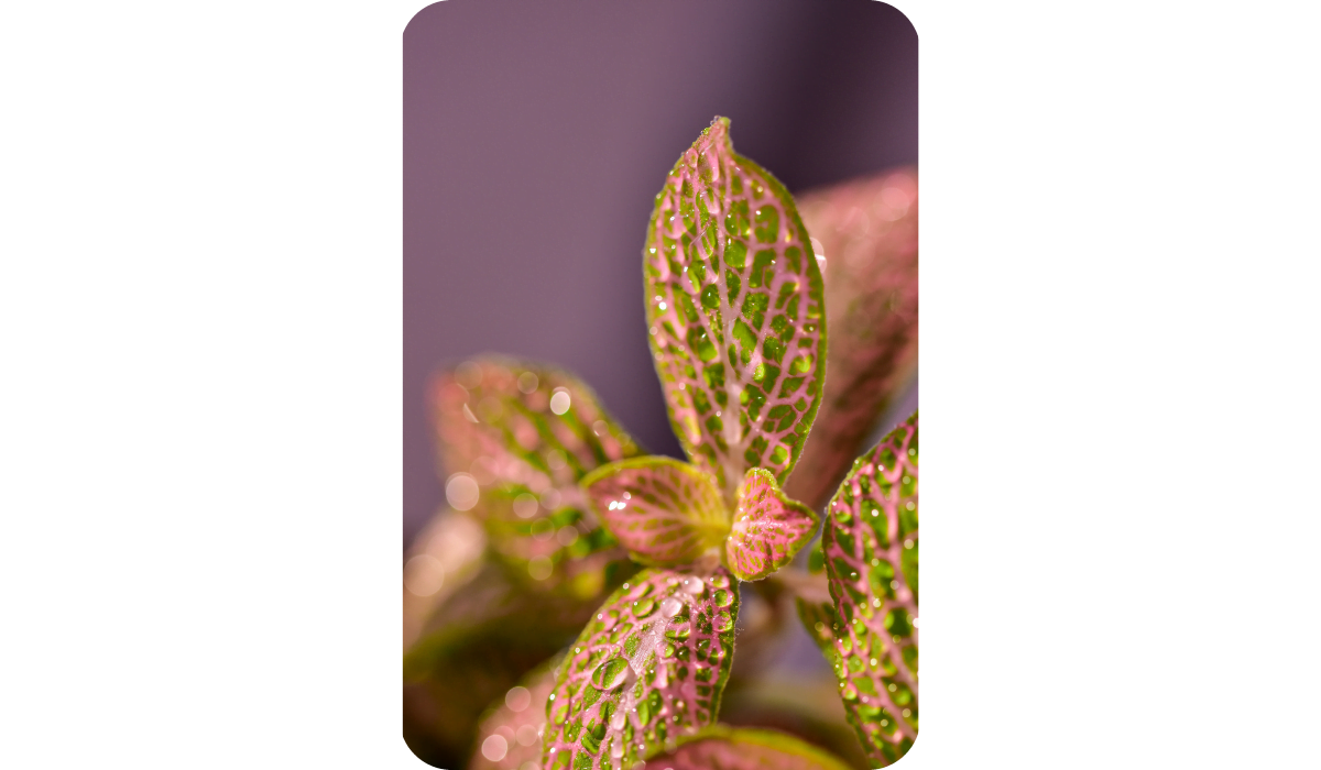 Green and Pink Fittonia Nerve Plant with Water Droplets