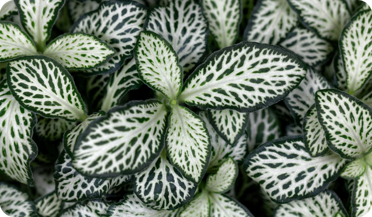 Leaves of a nerve plant, Fittonia albivenis