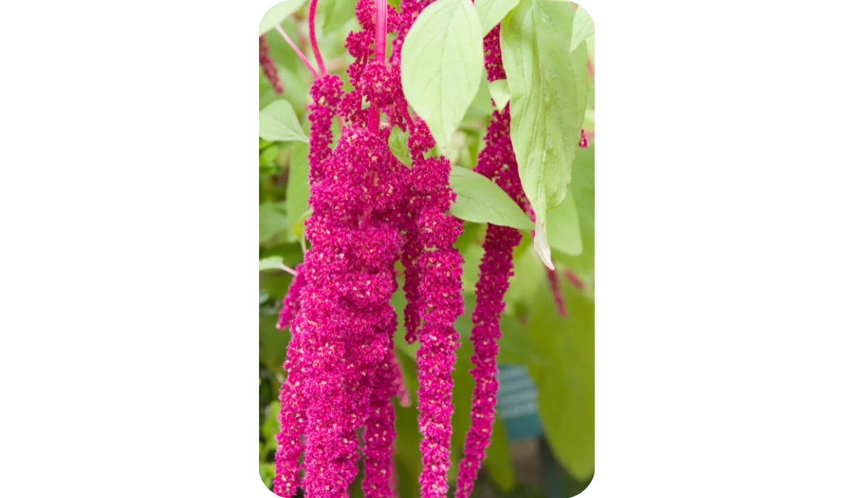 Love-lies-bleeding (Amaranthus caudatus)