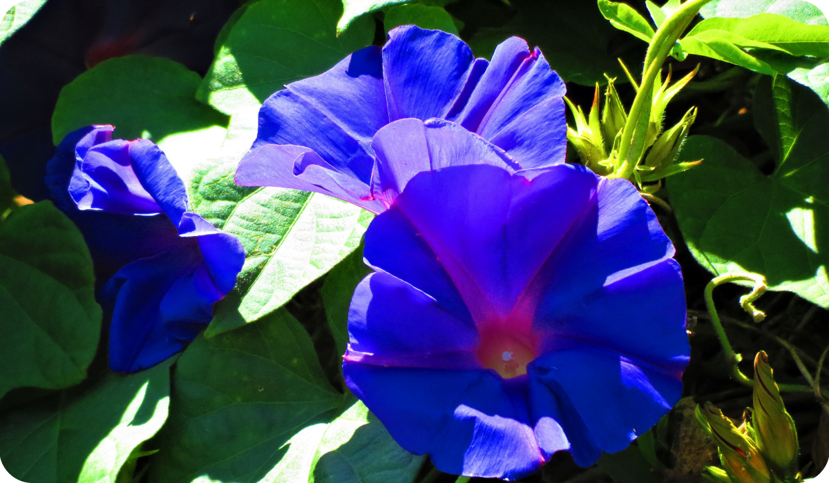 Morning glory plant (Ipomoea indica). Purple bell flowers.