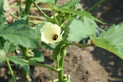 Okra cultivation / Okra includes a dietary fiber richly, and an intestinal regulation action is suggested, and it's said that there is colon cancer preventive effect.