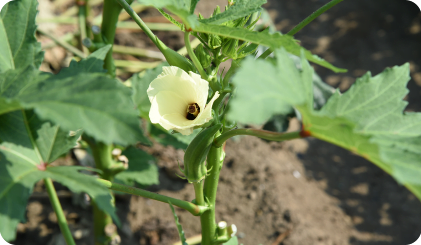Okra cultivation / Okra includes a dietary fiber richly, and an intestinal regulation action is suggested, and it's said that there is colon cancer preventive effect.