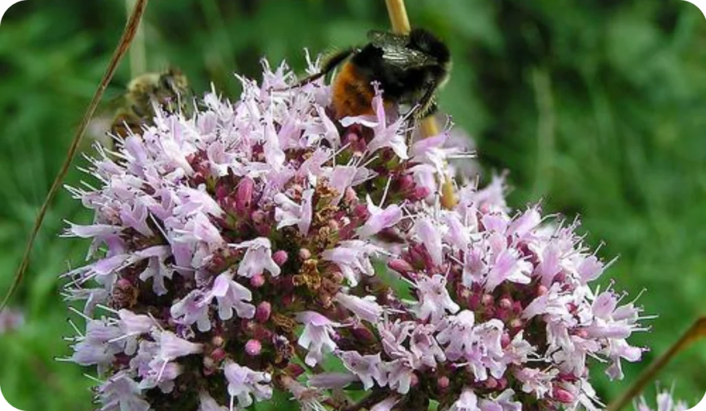 Origanum majorana (Knotted Marjoram, Marjoram, Pot Marjoram, Sweet Marjoram)