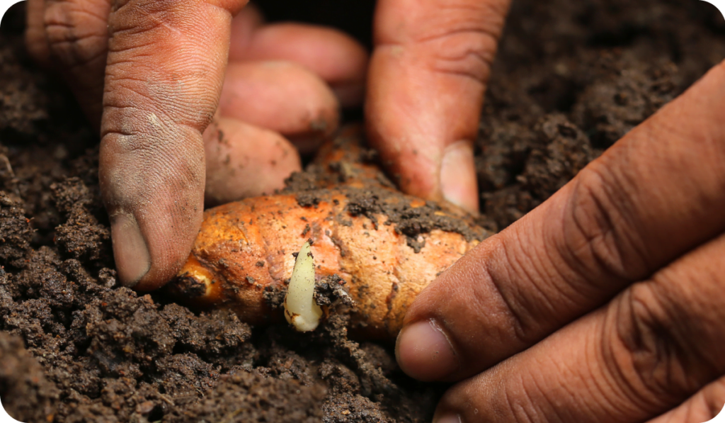 Planting turmeric in fertile soil