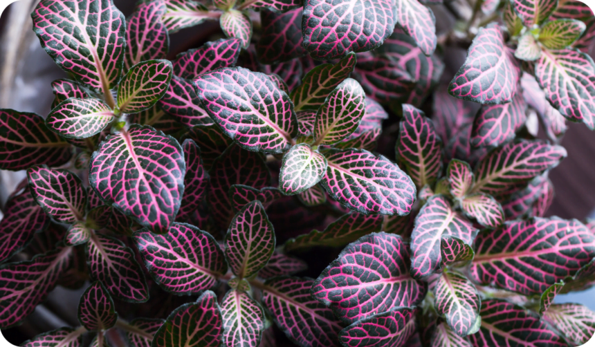 Purple Fittonia Nerver Plant Verschaffeltii
