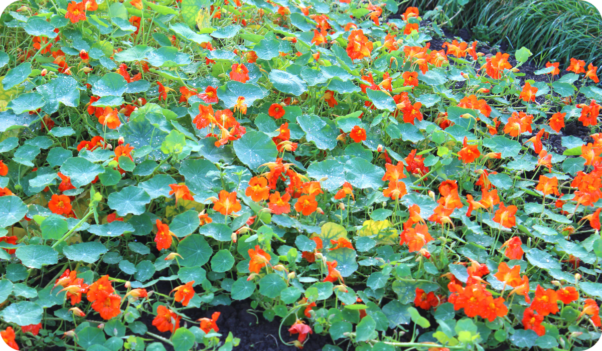 "Some annual orange nasturtium flowers that have been planted in a shared allotment garden. The nasturtiums have been planted as companion plants, so that they will attract aphids away from the fruit bushes and vegetables - a 'trap crop''"