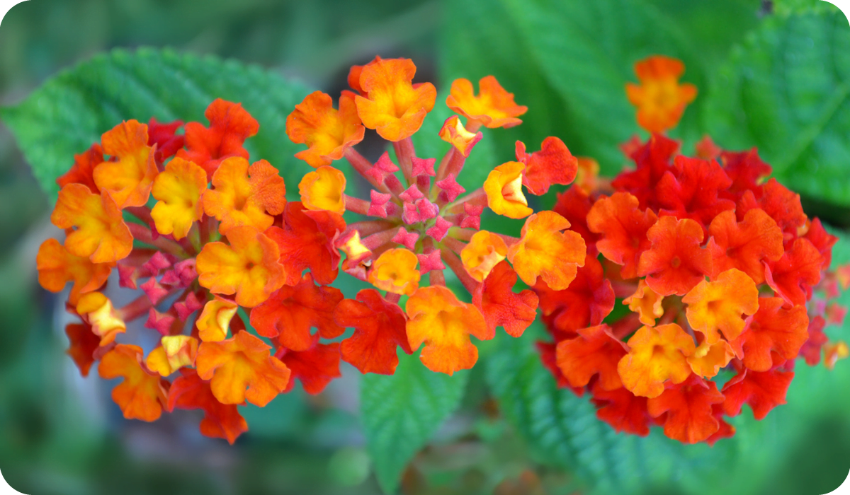 "Texas Flame (Dallas Red, New Red) Lantana Camara. Orange/yellow/red tricolor blooms turn to deep red, maintains a compact bush shape"