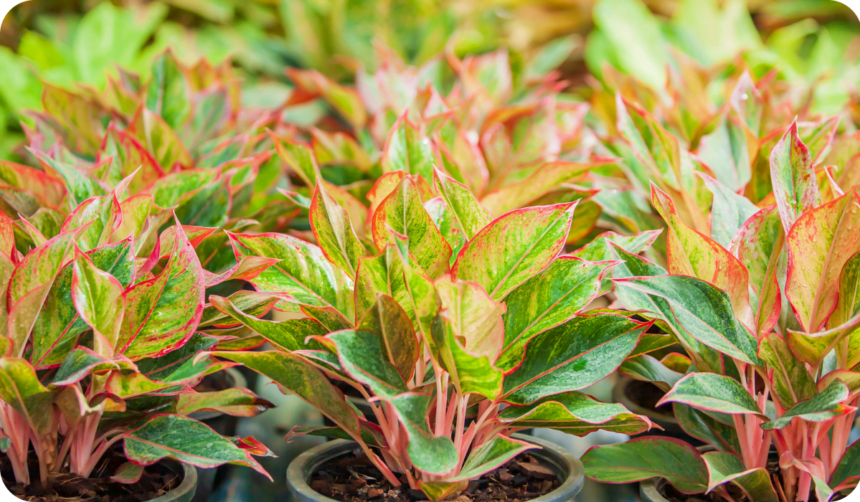 The spathe flower of Aglaonema Siam Red (Chinese Evergreen) in a tropical nursery, lush and beautiful leaves, pink, red and green colors.