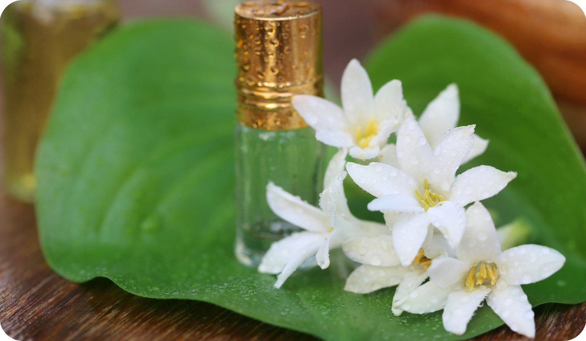 Tuberose or Rajnigandha of Southeast Asia with herbal extract